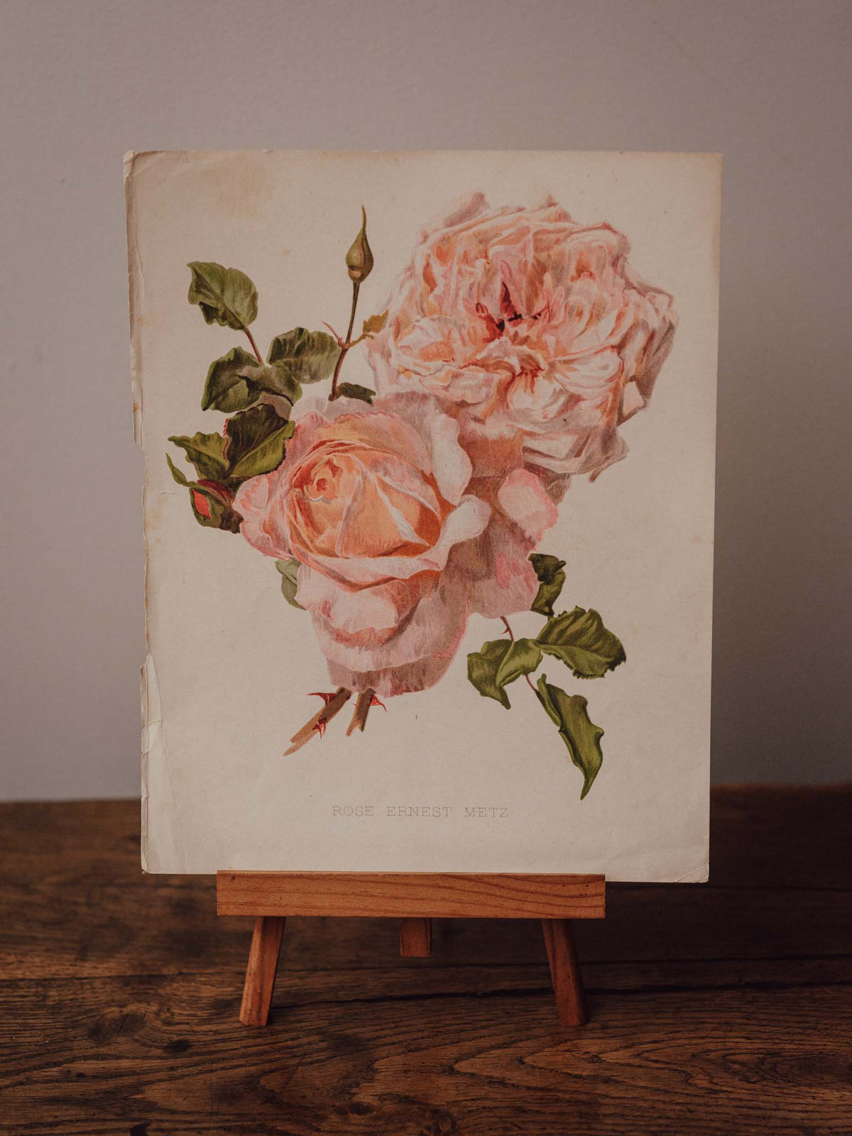 Antique Rose Ernest Metz Botanical Print