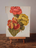 Antique Herbaceous Calceolarias Botanical Print