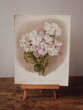 Antique Primula Sieboldi Botanical Print