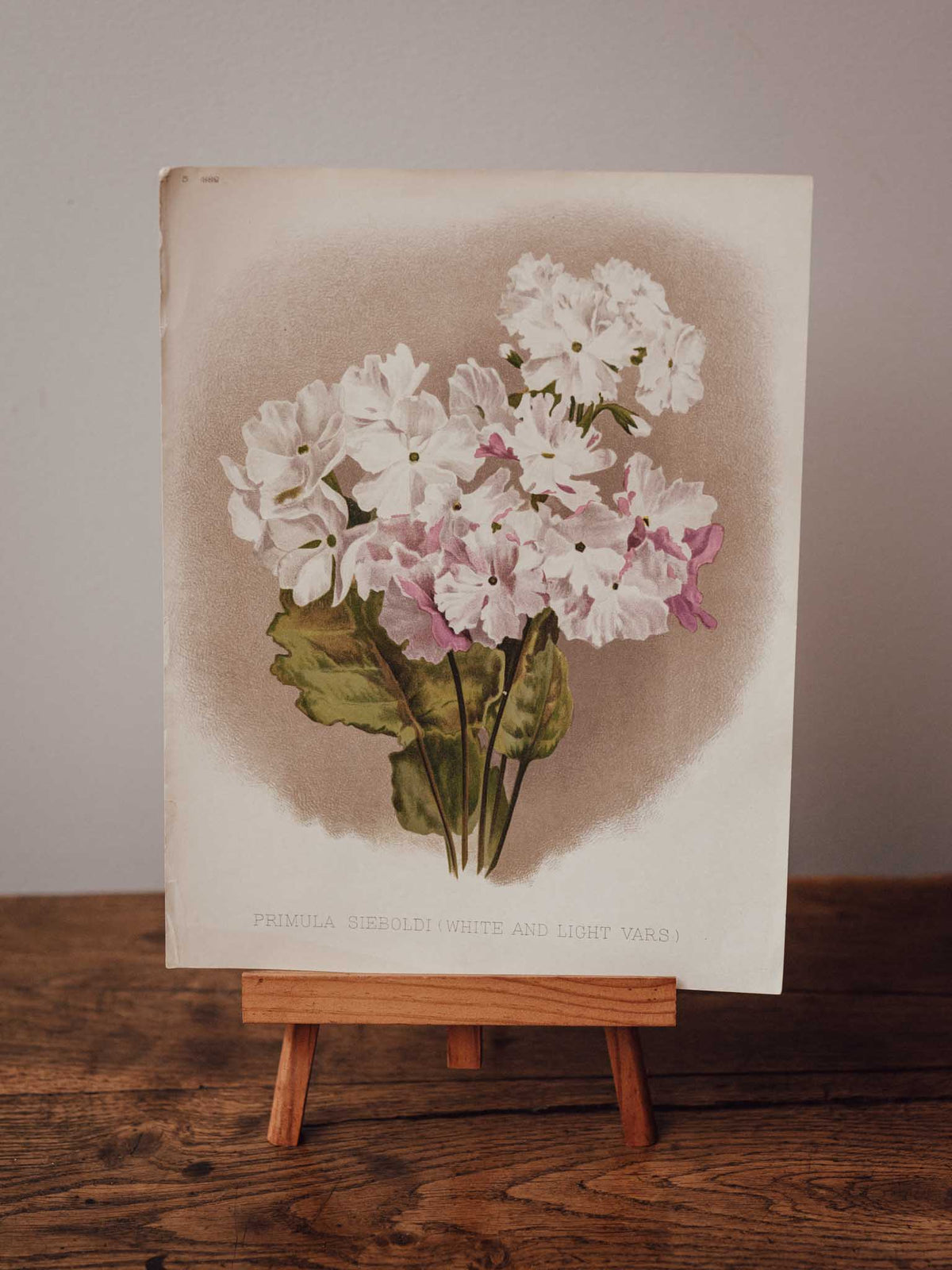 Antique Primula Sieboldi Botanical Print