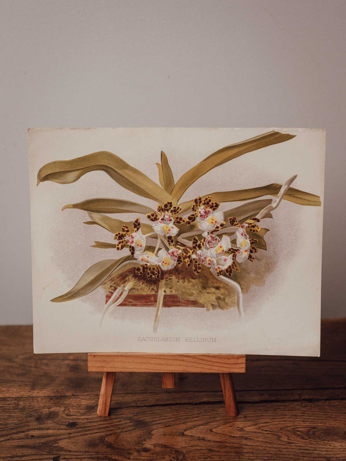 Antique Saccolabium Bellinum Botanical Print