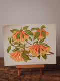 Antique Rhododendron Cinnabarinum Botanical Print