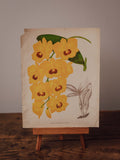 Antique Dendrobium Suavissimum Botanical Print