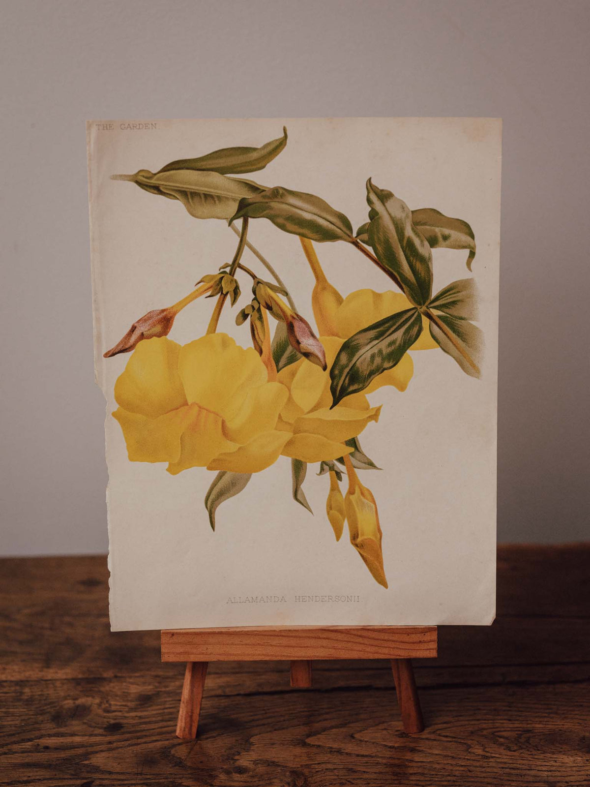 Antique Allamanda Hendersonii Botanical Print