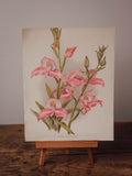 Antique Disa Veitchi Botanical Print