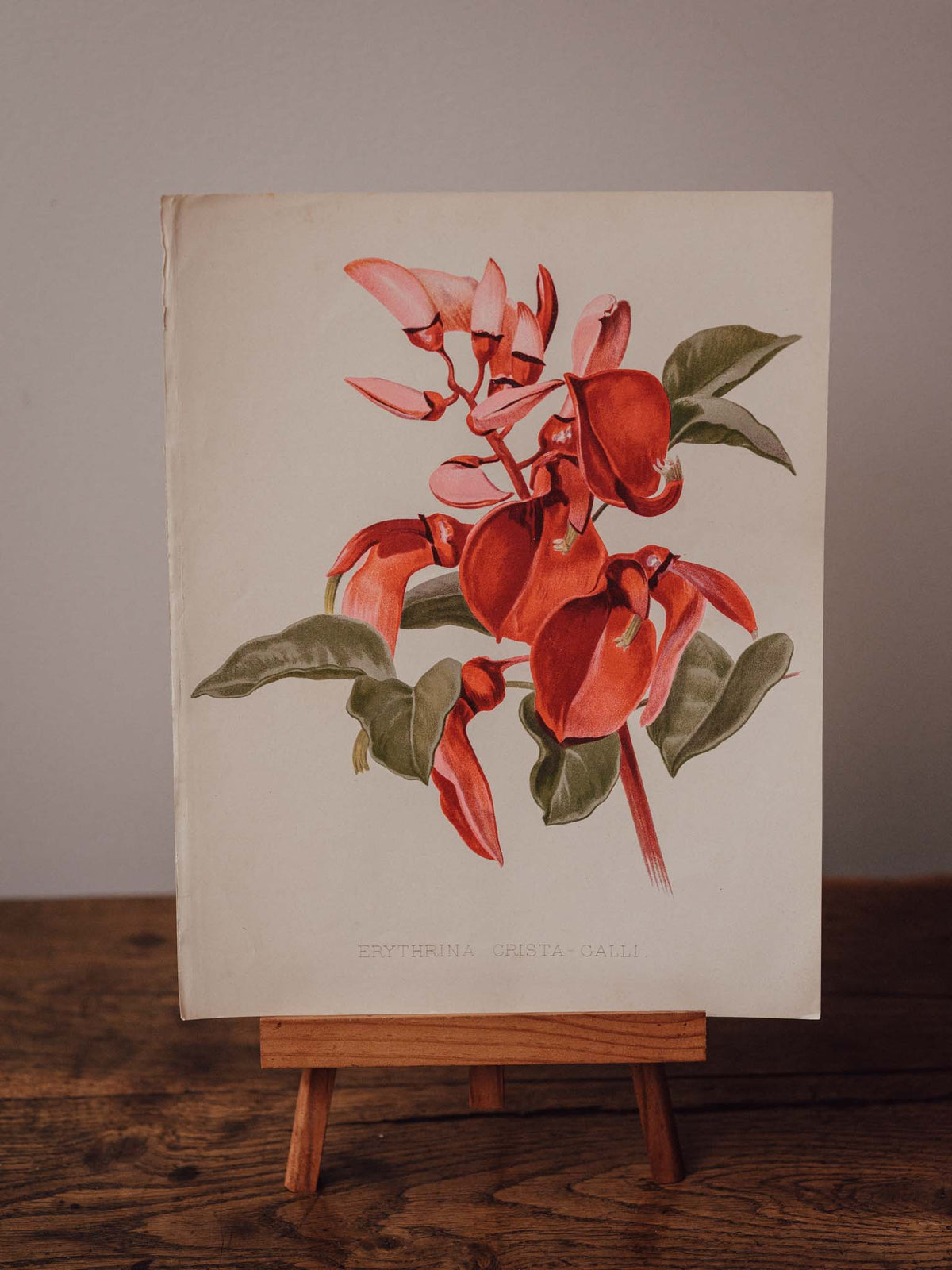 Antique Erythrina Crista Galli Botanical Print