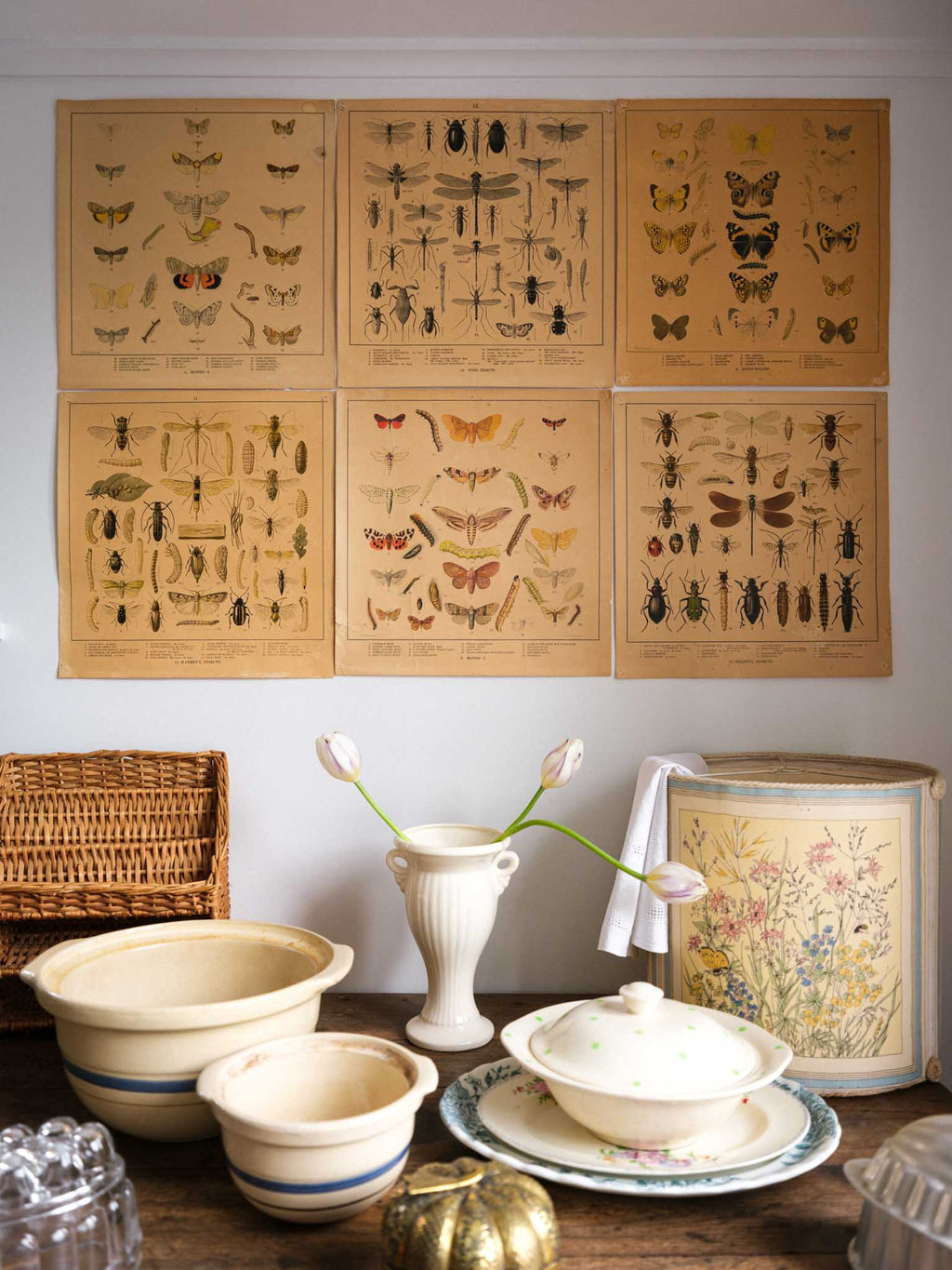 Decorative posters of insects on a wall above vintage kitchenware.