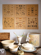 Decorative posters of insects on a wall above vintage kitchenware.