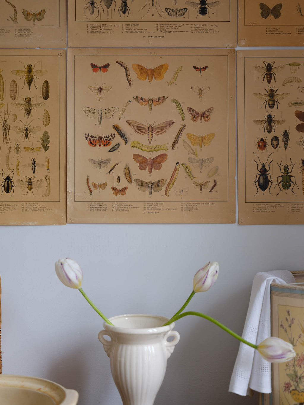 Original 1920-1930 Lithographs of Insects by F.W Frohawk