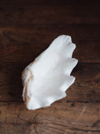 Vintage Natural Clamshell - Medium