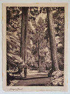 Vintage NZ Poster - Hongi’s Track by Wattkins