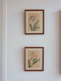 Framed Japanese Orchid Gouache Prints – Pair