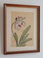 Framed Japanese Orchid Gouache Prints – Pair