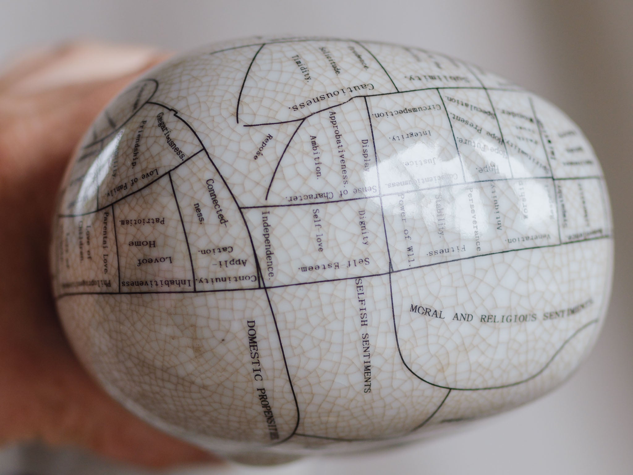 Phrenology Head Medium