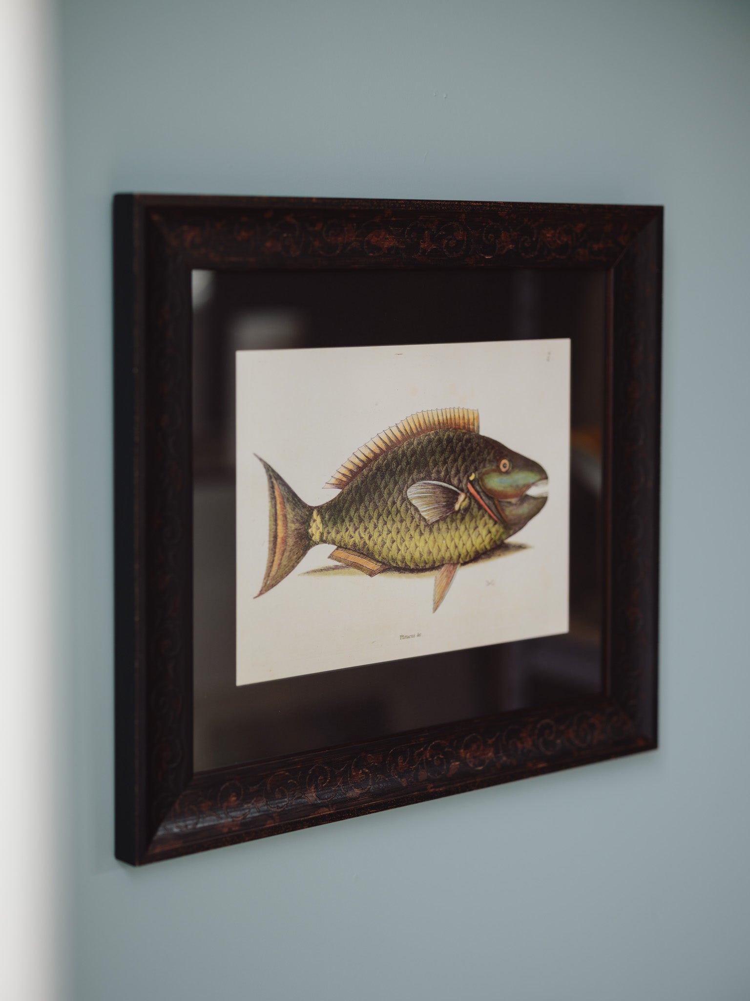 Framed Natural History Print: The Parrot Fish by Mark Catesby
