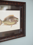 Framed Natural History Print: The Parrot Fish by Mark Catesby