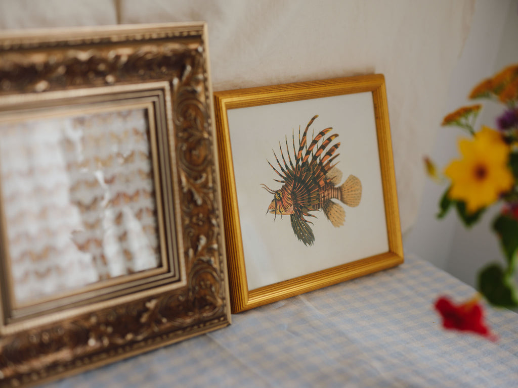 Framed Natural History Print: Scorpaena Volitans (Lionfish) by J.W. Bennett