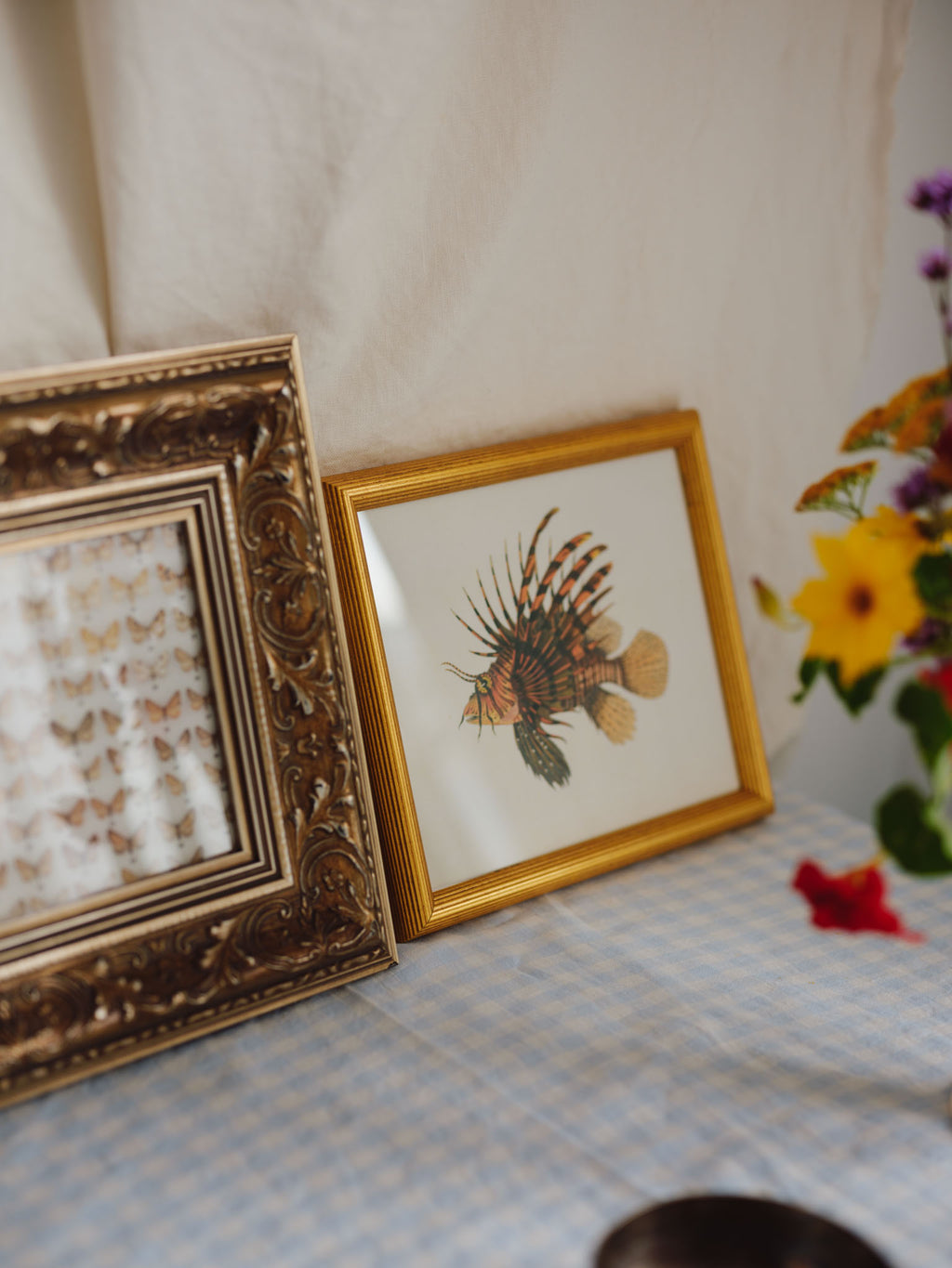 Framed Natural History Print: Scorpaena Volitans (Lionfish) by J.W. Bennett