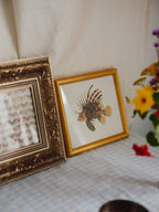 Framed Natural History Print: Scorpaena Volitans (Lionfish) by J.W. Bennett