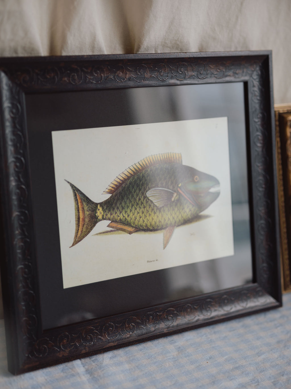 Framed Natural History Print: The Parrot Fish by Mark Catesby