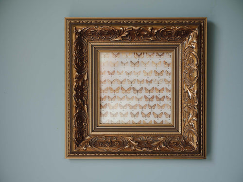 Framed Vintage Natural History Print: Moths (Ornate Silver & Gold Frame)