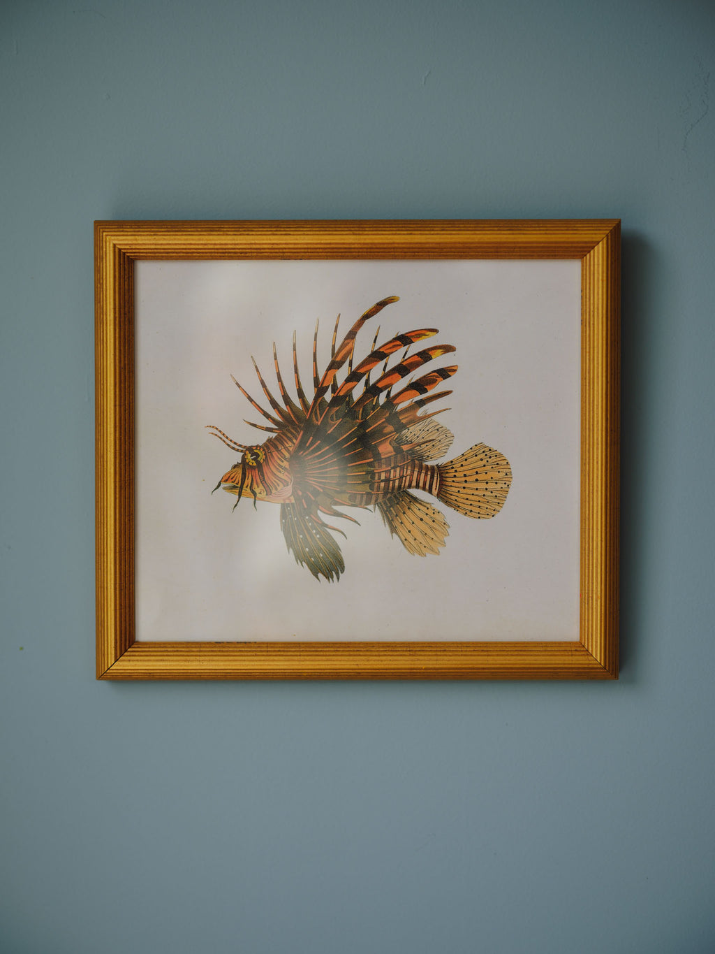 Framed Natural History Print: Scorpaena Volitans (Lionfish) by J.W. Bennett