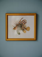 Framed Natural History Print: Scorpaena Volitans (Lionfish) by J.W. Bennett