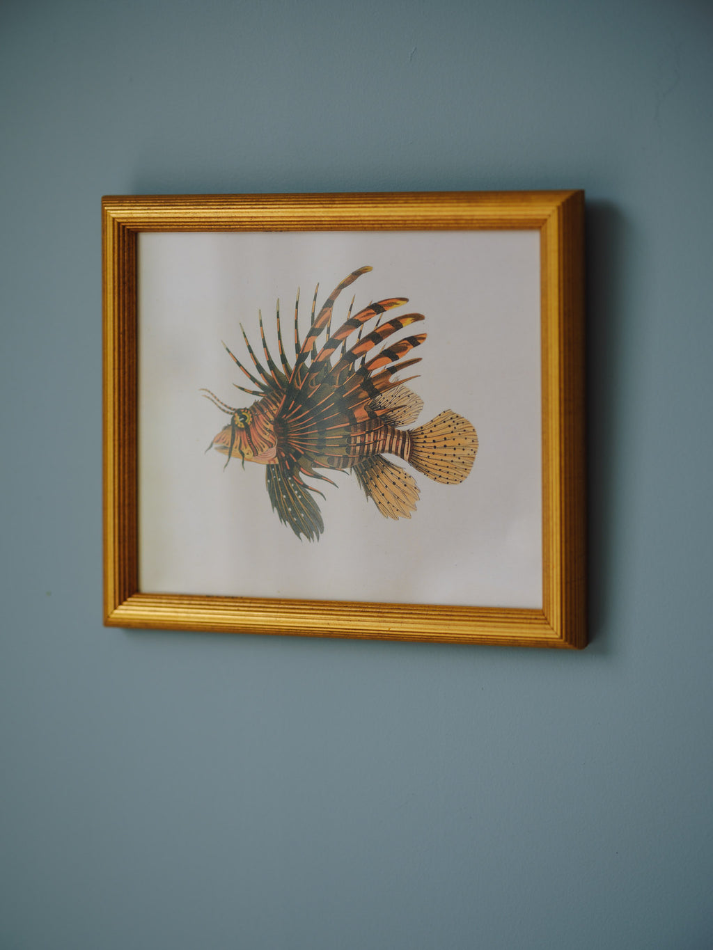 Framed Natural History Print: Scorpaena Volitans (Lionfish) by J.W. Bennett