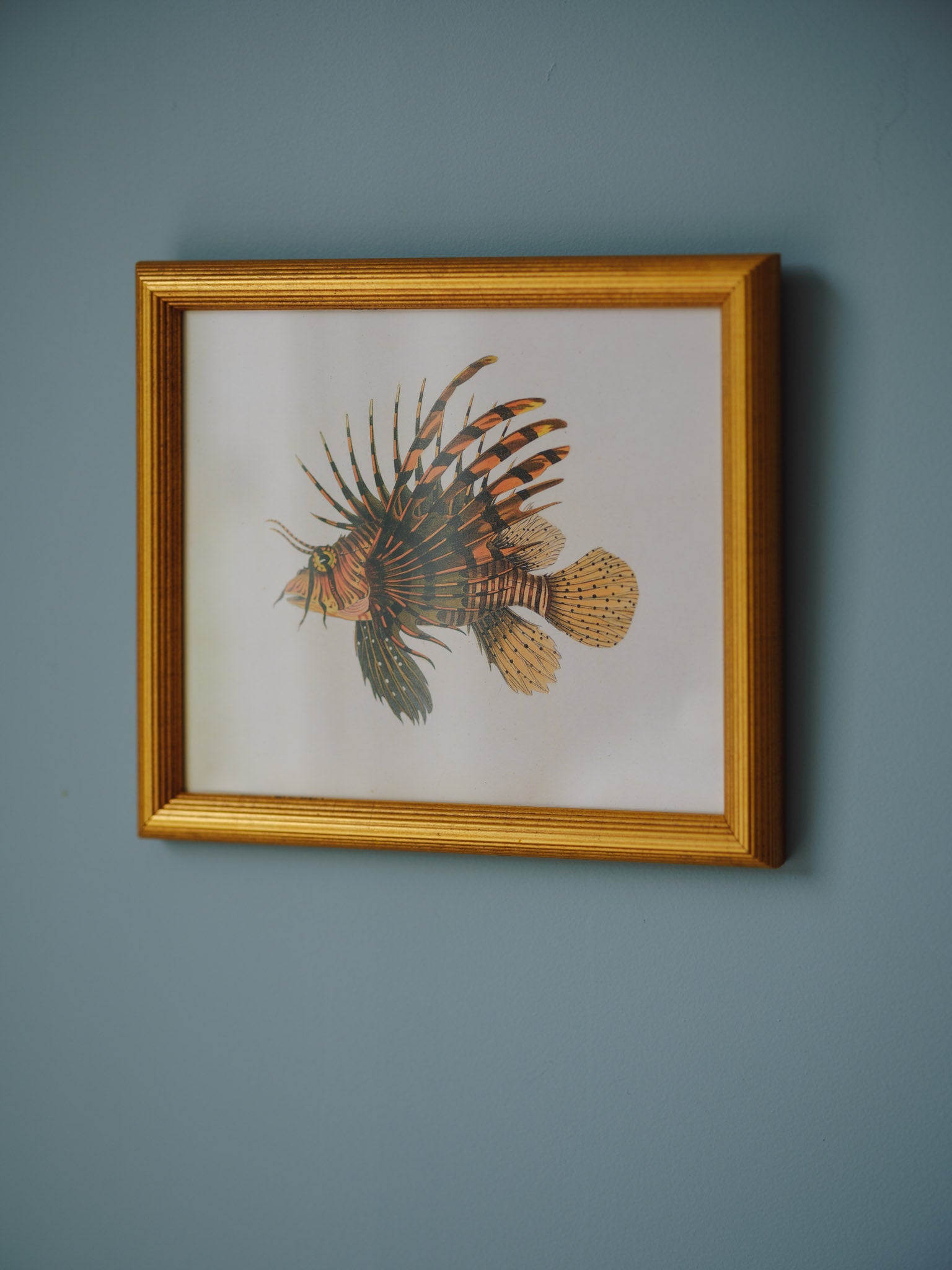 Framed Natural History Print: Scorpaena Volitans (Lionfish) by J.W. Bennett