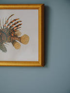 Framed Natural History Print: Scorpaena Volitans (Lionfish) by J.W. Bennett