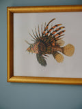 Framed Natural History Print: Scorpaena Volitans (Lionfish) by J.W. Bennett