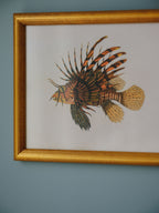 Framed Natural History Print: Scorpaena Volitans (Lionfish) by J.W. Bennett