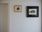 Framed Natural History Print: The Parrot Fish by Mark Catesby