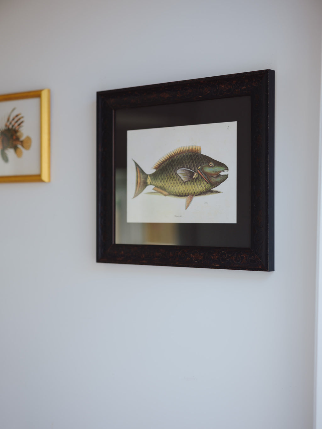 Framed Natural History Print: The Parrot Fish by Mark Catesby