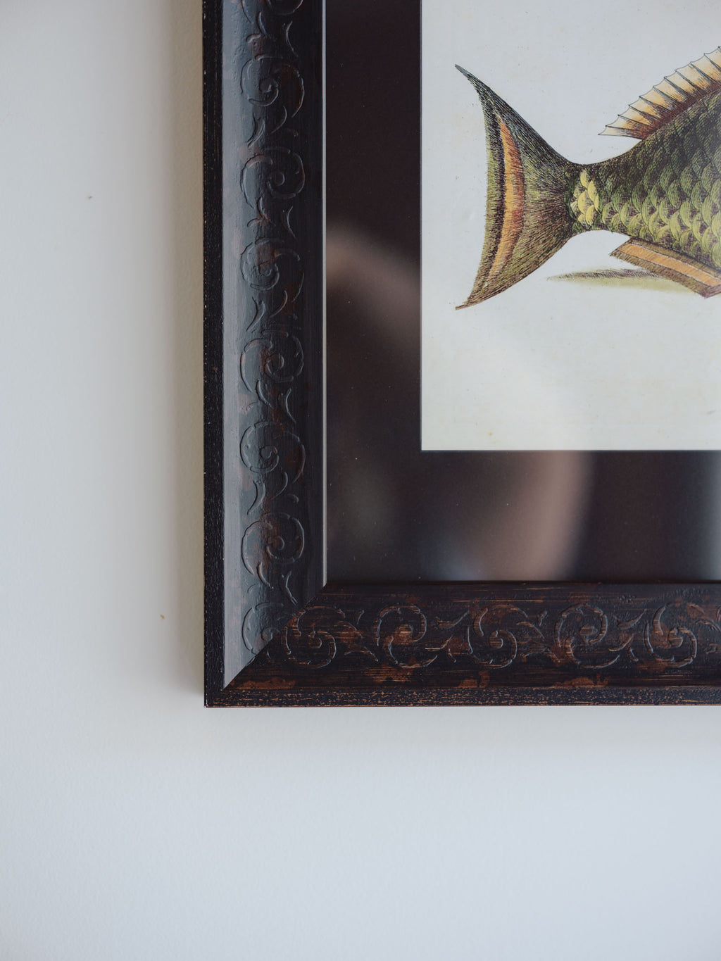 Framed Natural History Print: The Parrot Fish by Mark Catesby