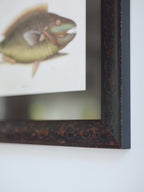 Framed Natural History Print: The Parrot Fish by Mark Catesby