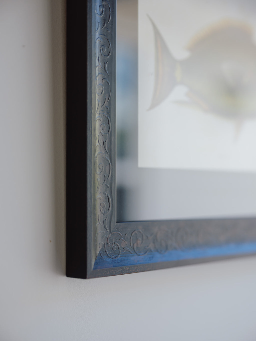 Framed Natural History Print: The Parrot Fish by Mark Catesby