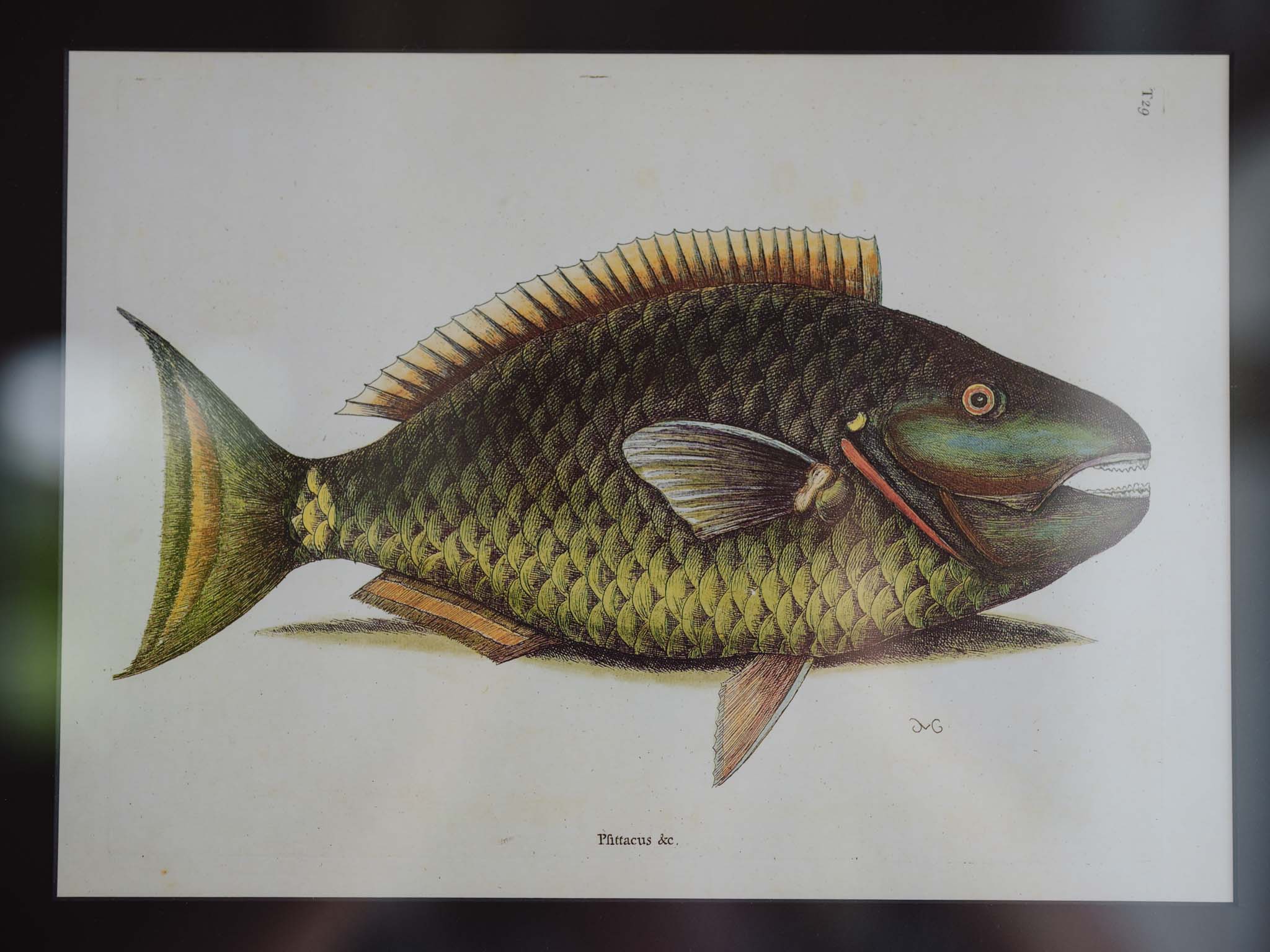 Framed Natural History Print: The Parrot Fish by Mark Catesby