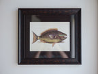 Framed Natural History Print: The Parrot Fish by Mark Catesby