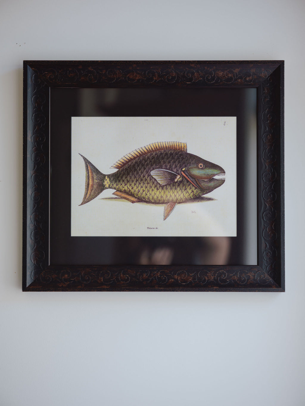 Framed Natural History Print: The Parrot Fish by Mark Catesby