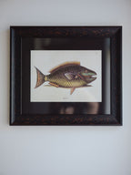 Framed Natural History Print: The Parrot Fish by Mark Catesby