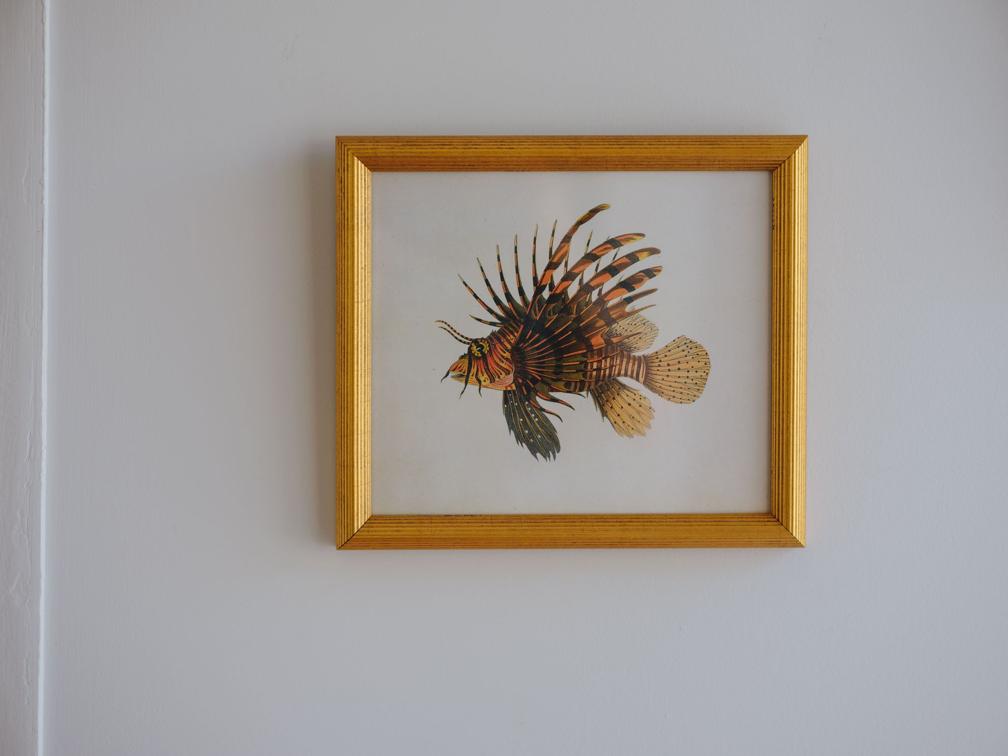 Framed Natural History Print: Scorpaena Volitans (Lionfish) by J.W. Bennett