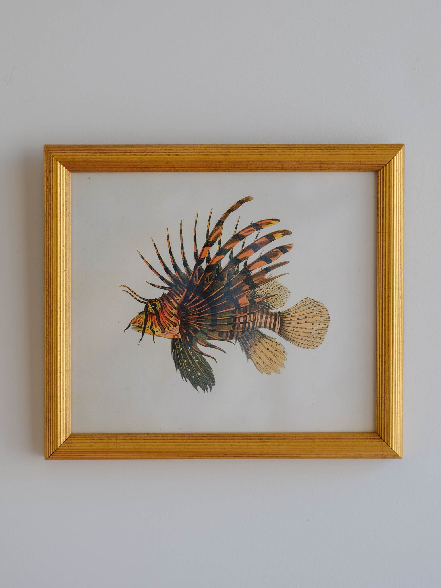 Framed Natural History Print: Scorpaena Volitans (Lionfish) by J.W. Bennett