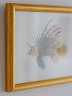 Framed Natural History Print: Scorpaena Volitans (Lionfish) by J.W. Bennett