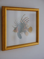 Framed Natural History Print: Scorpaena Volitans (Lionfish) by J.W. Bennett