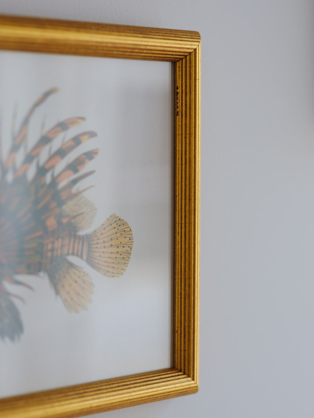 Framed Natural History Print: Scorpaena Volitans (Lionfish) by J.W. Bennett