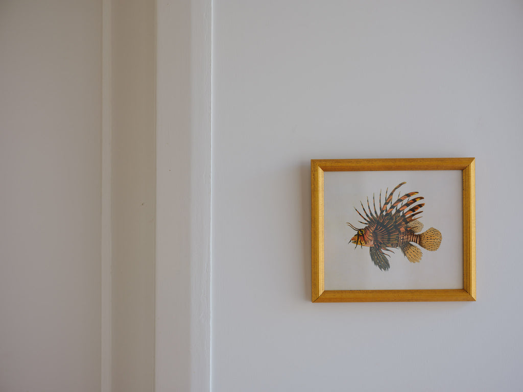 Framed Natural History Print: Scorpaena Volitans (Lionfish) by J.W. Bennett