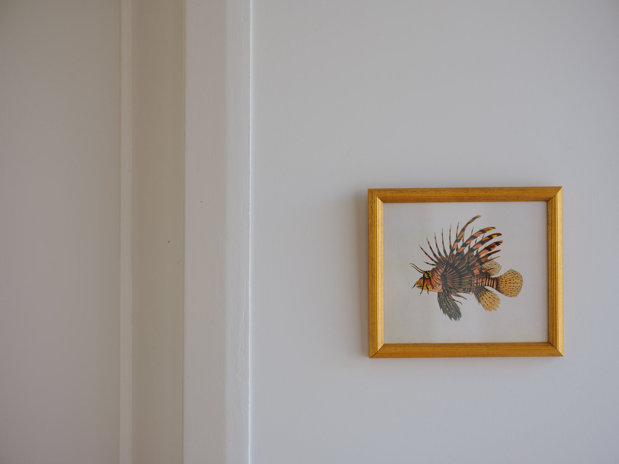 Framed Natural History Print: Scorpaena Volitans (Lionfish) by J.W. Bennett