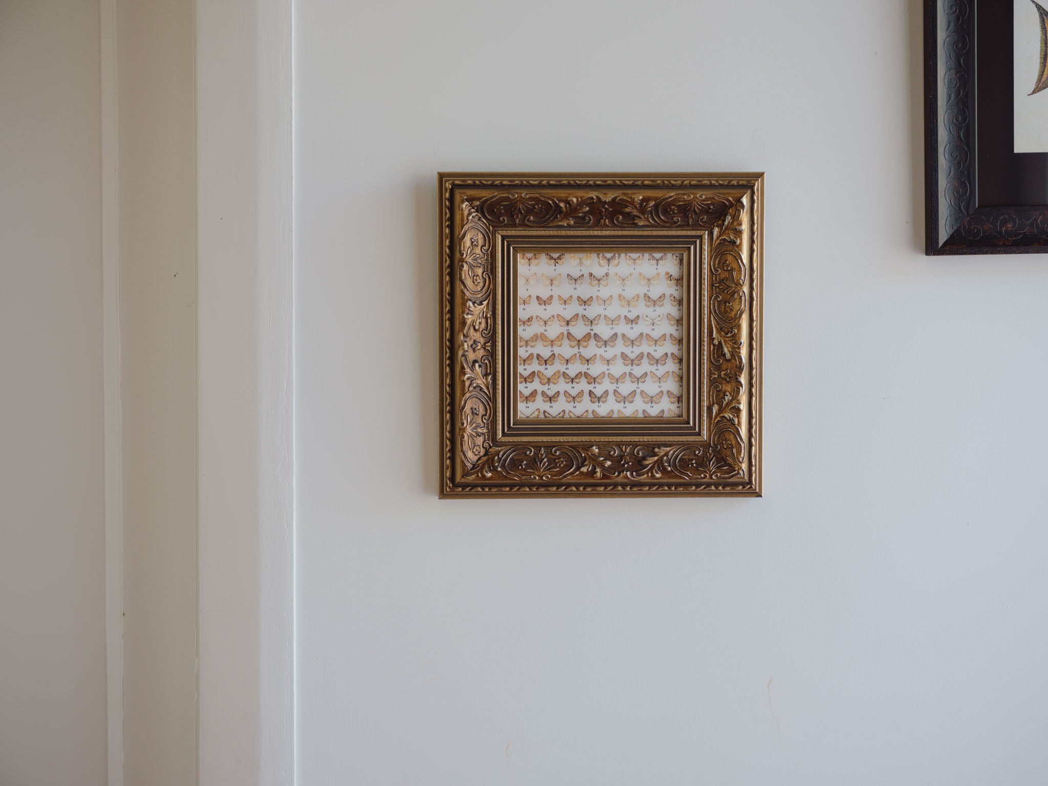 Framed Vintage Natural History Print: Moths (Ornate Silver & Gold Frame)