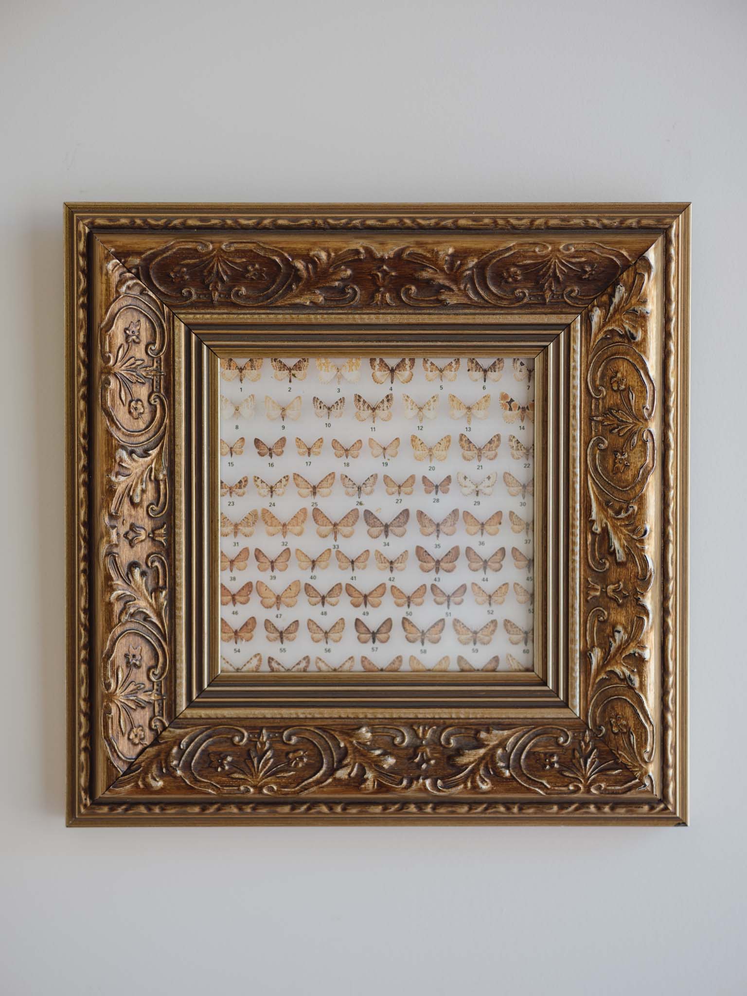 Framed Vintage Natural History Print: Moths (Ornate Silver & Gold Frame)